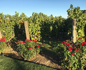 vineyard in summer
