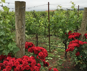 vineyard and flowers