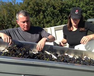 sorting cabernet sauvignon grapes