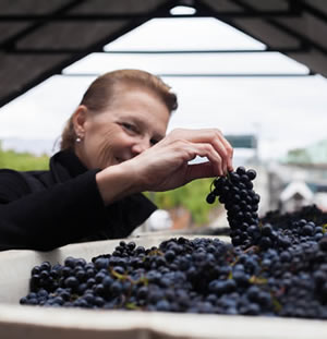 bunch of cabernet grapes in hand