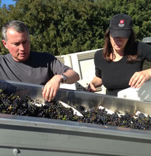 Sorting cabernet grapes at harvest