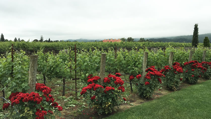 Silver Trident Estate Vineyard